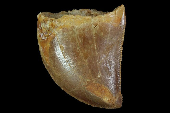 Serrated, Juvenile Carcharodontosaurus Tooth #93112